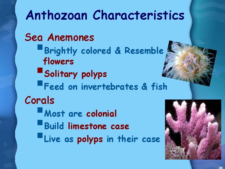 Anthozoan Characteristics Sea Anemones §Brightly colored & Resemble flowers §Solitary polyps §Feed on invertebrates