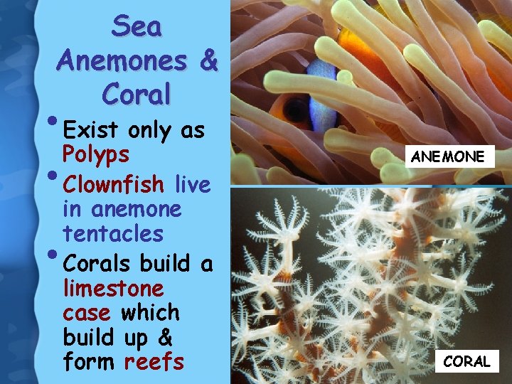 Sea Anemones & Coral • Exist only as Polyps • Clownfish live • in