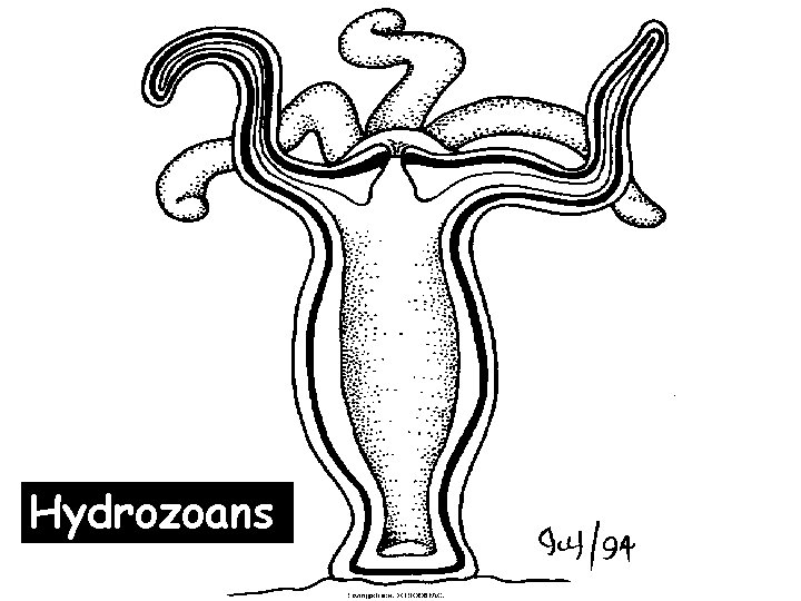 Hydrozoans 
