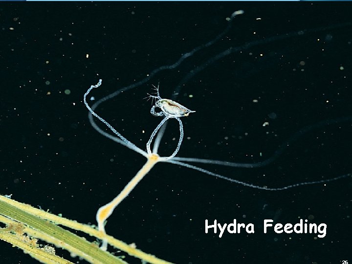 Hydra Feeding 