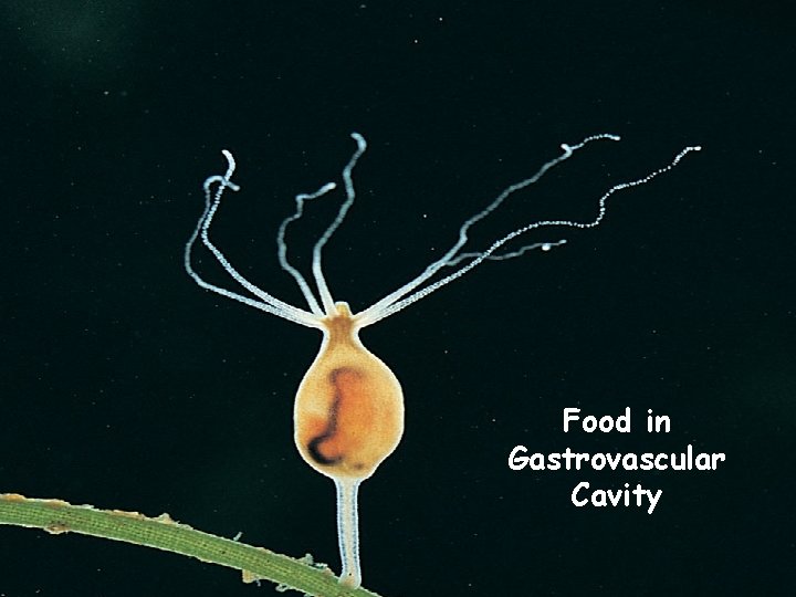 Food in Gastrovascular Cavity 