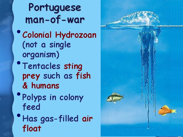 Portuguese man-of-war • Colonial Hydrozoan • • • (not a single organism) Tentacles sting