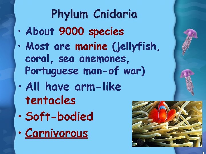 Phylum Cnidaria • About 9000 species • Most are marine (jellyfish, coral, sea anemones,