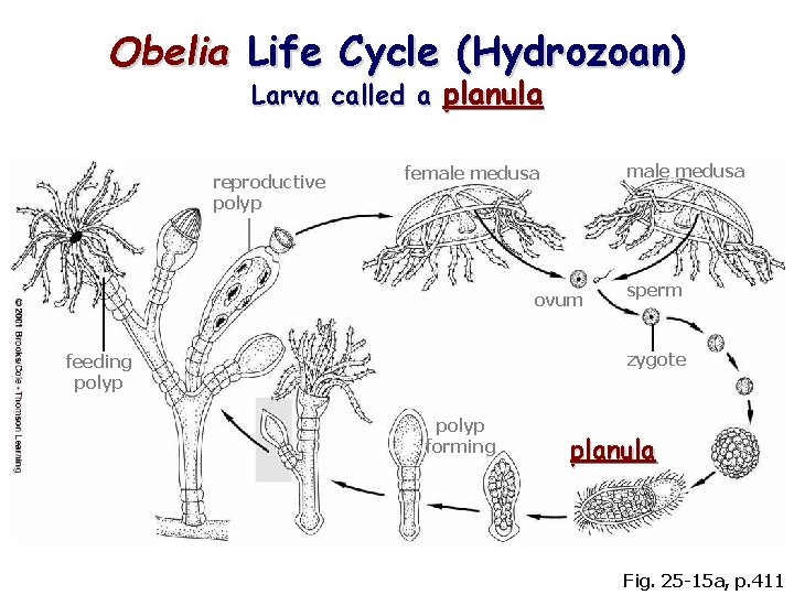 Obelia Life Cycle (Hydrozoan) Larva called a planula reproductive polyp male medusa female medusa