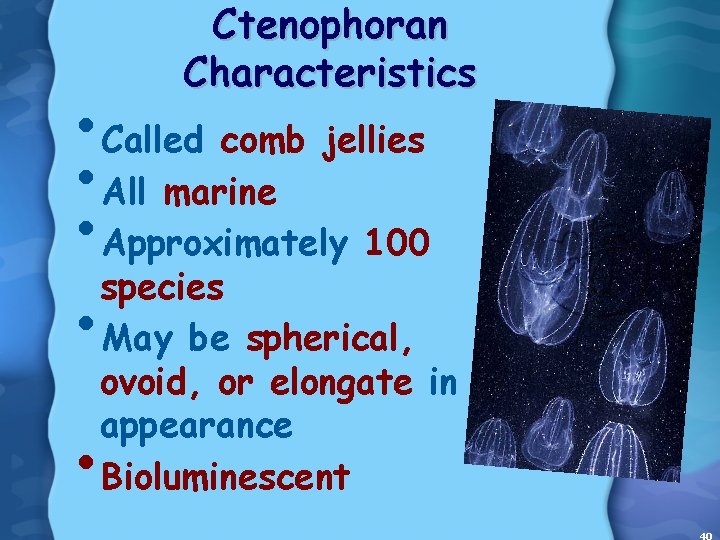 Ctenophoran Characteristics • Called comb jellies • All marine • Approximately 100 species •