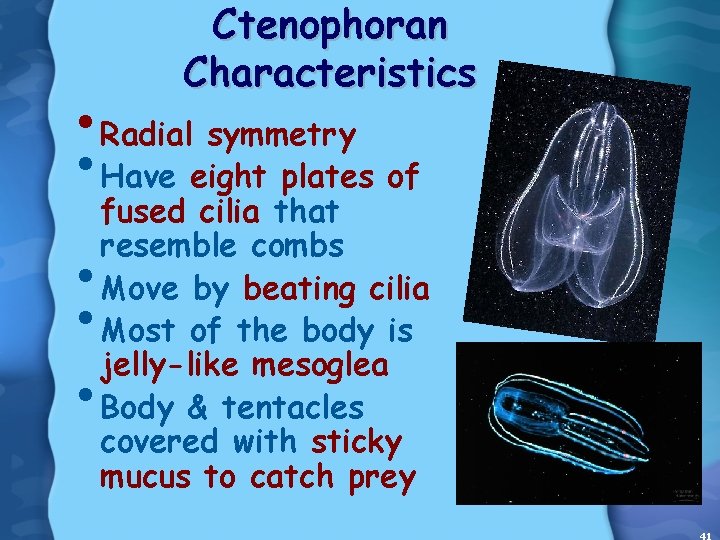Ctenophoran Characteristics • Radial symmetry • Have eight plates of • • • fused