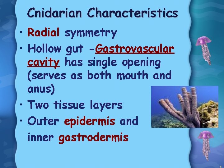 Cnidarian Characteristics • Radial symmetry • Hollow gut -Gastrovascular cavity has single opening (serves