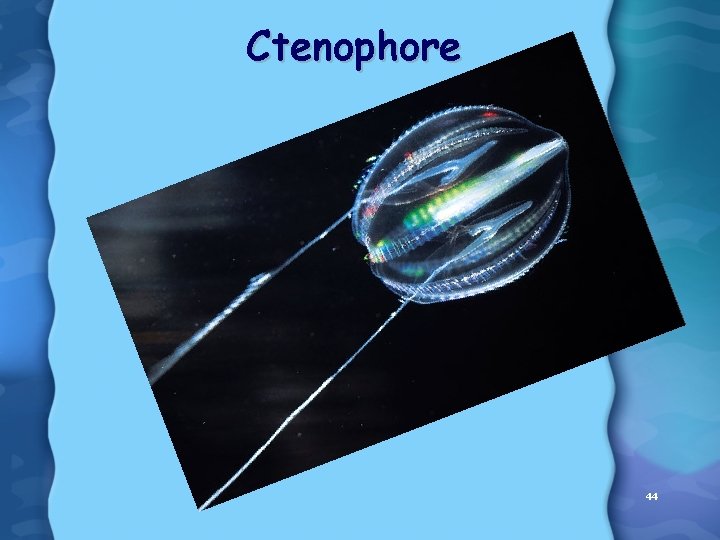 Ctenophore 44 