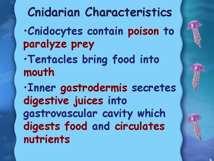 Cnidarian Characteristics • Cnidocytes contain poison to paralyze prey • Tentacles bring food into