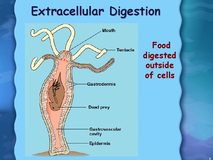 Extracellular Digestion Food digested outside of cells 