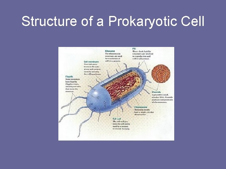 Structure of a Prokaryotic Cell Structure of a Prokaryotic Cell