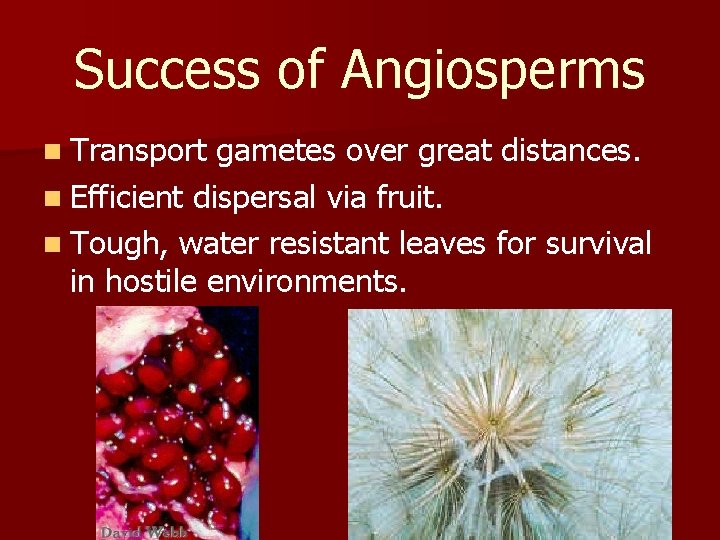 Success of Angiosperms n Transport gametes over great distances. n Efficient dispersal via fruit.