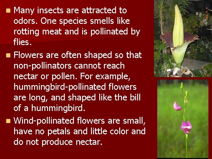 Many insects are attracted to odors. One species smells like rotting meat and is