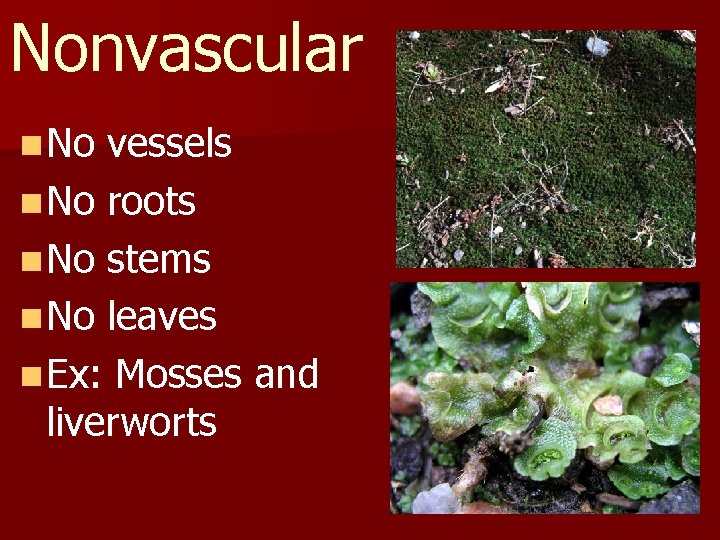 Nonvascular n No vessels n No roots n No stems n No leaves n
