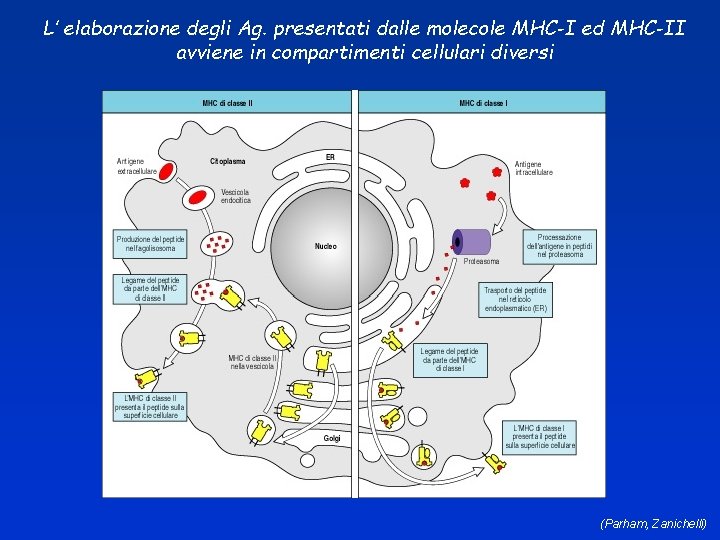 L’ elaborazione degli Ag. presentati dalle molecole MHC-I ed MHC-II avviene in compartimenti cellulari