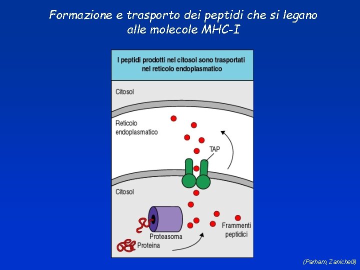 Formazione e trasporto dei peptidi che si legano alle molecole MHC-I (Parham, Zanichelli) 