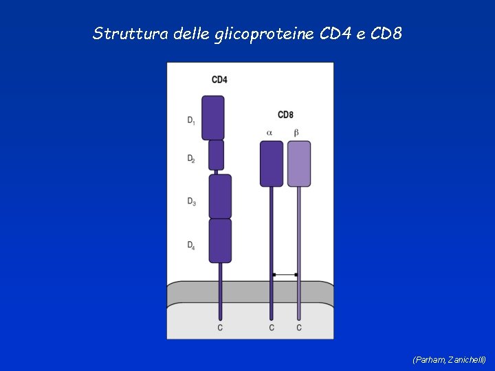 Struttura delle glicoproteine CD 4 e CD 8 (Parham, Zanichelli) 