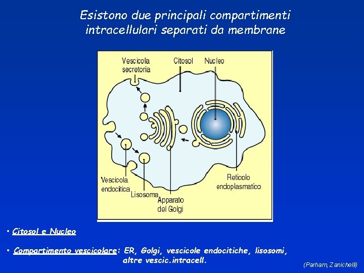 Esistono due principali compartimenti intracellulari separati da membrane • Citosol e Nucleo • Compartimento