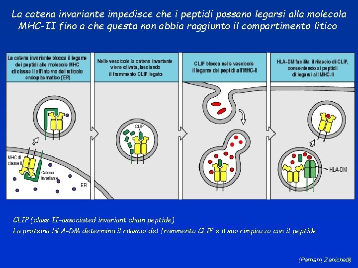 La catena invariante impedisce che i peptidi possano legarsi alla molecola MHC-II fino a