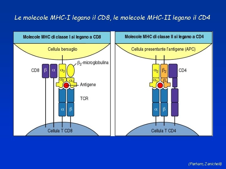 Le molecole MHC-I legano il CD 8, le molecole MHC-II legano il CD 4