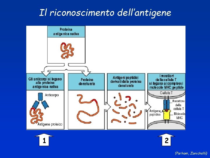 Il riconoscimento dell’antigene 1 2 (Parham, Zanichelli) 