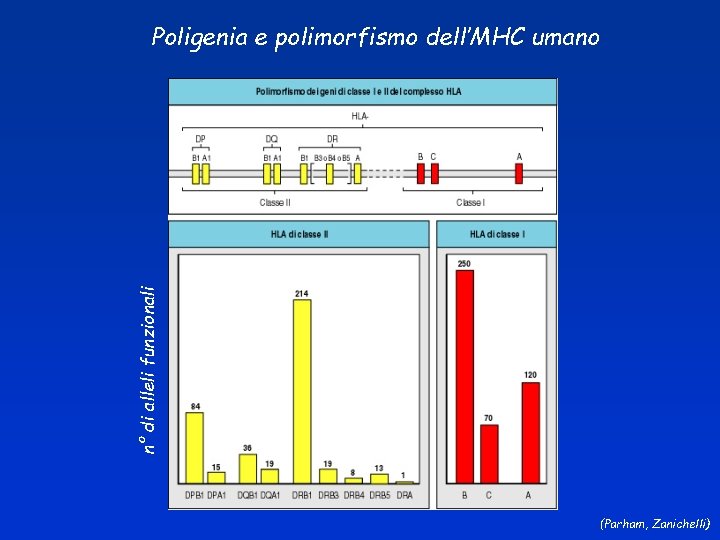 n° di alleli funzionali Poligenia e polimorfismo dell’MHC umano (Parham, Zanichelli) 