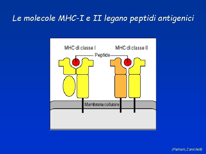 Le molecole MHC-I e II legano peptidi antigenici (Parham, Zanichelli) 