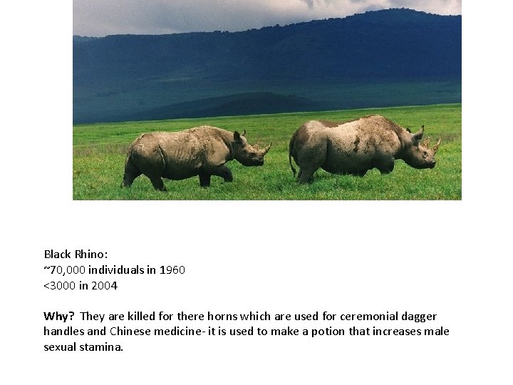 Black Rhino: ~70, 000 individuals in 1960 <3000 in 2004 Why? They are killed