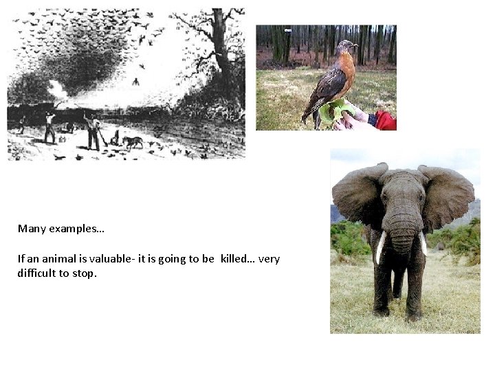 Many examples… If an animal is valuable- it is going to be killed… very
