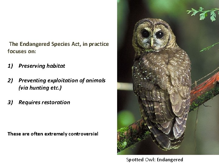 The Endangered Species Act, in practice focuses on: 1) Preserving habitat 2) Preventing exploitation