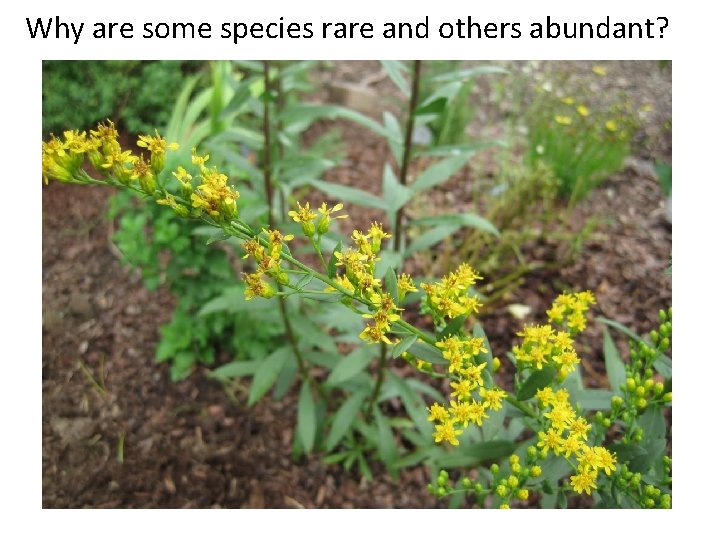 Why are some species rare and others abundant? Short’s goldenrod, endangered Kentucky 