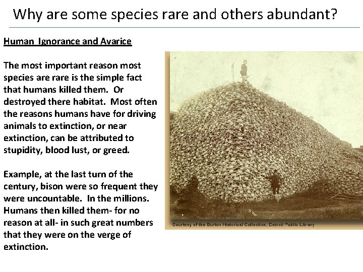 Why are some species rare and others abundant? Human Ignorance and Avarice The most