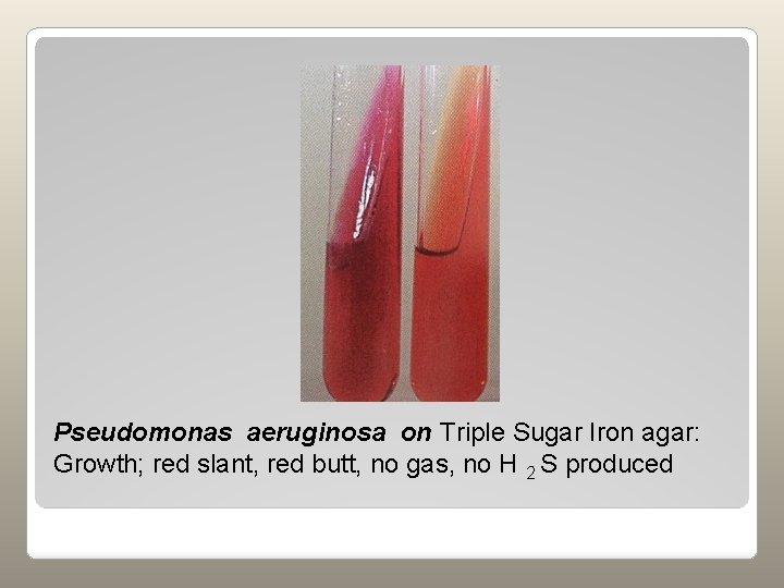 Pseudomonas aeruginosa on Triple Sugar Iron agar: Growth; red slant, red butt, no gas,