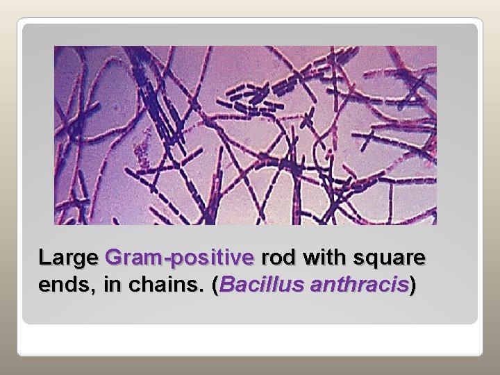 Large Gram-positive rod with square ends, in chains. (Bacillus anthracis) 