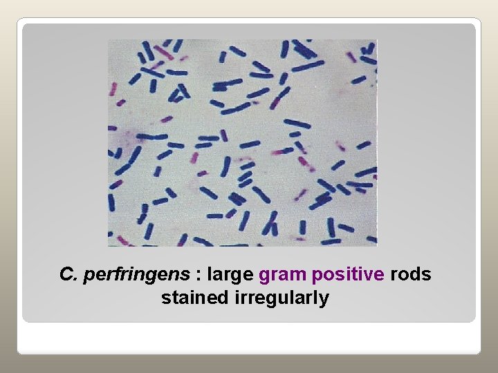 C. perfringens : large gram positive rods stained irregularly 
