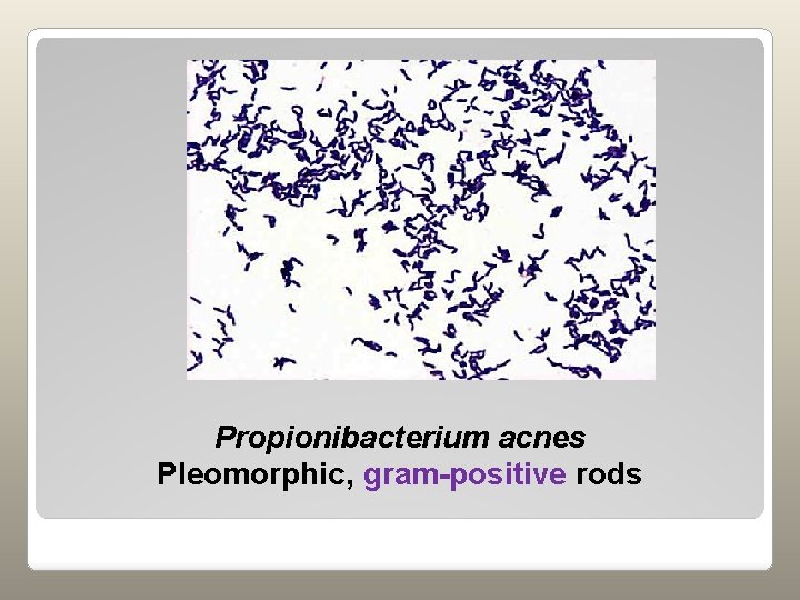 Propionibacterium acnes Pleomorphic, gram-positive rods 