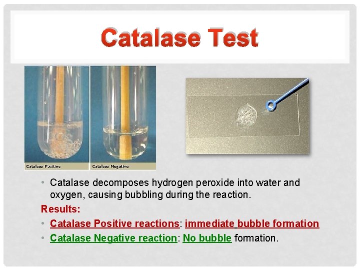 Catalase Test • Catalase decomposes hydrogen peroxide into water and oxygen, causing bubbling during