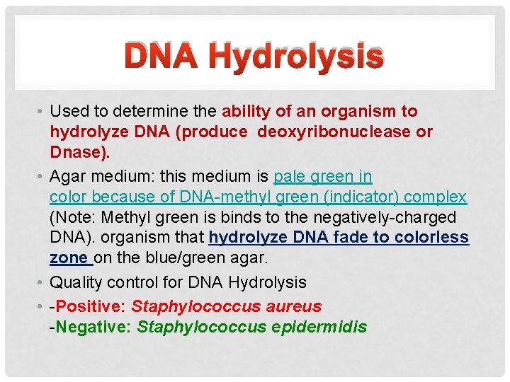 DNA Hydrolysis • Used to determine the ability of an organism to hydrolyze DNA