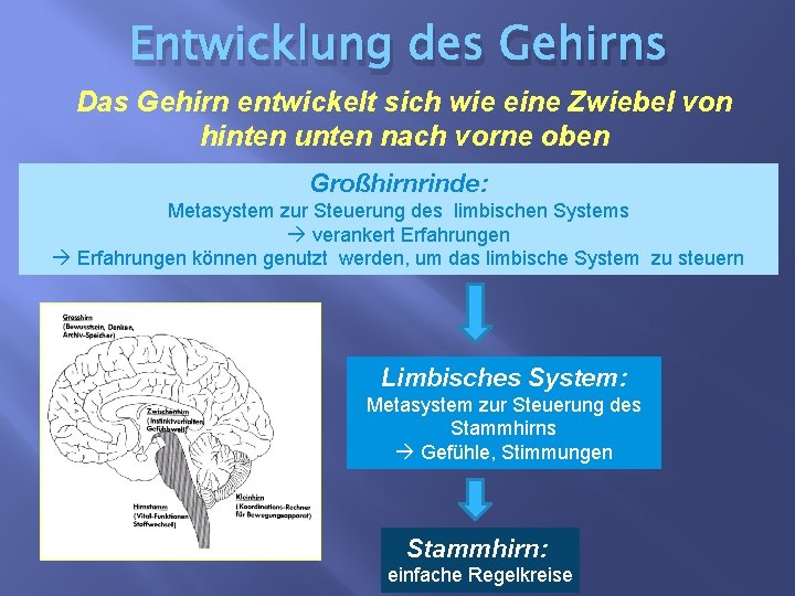 Entwicklung des Gehirns Das Gehirn entwickelt sich wie eine Zwiebel von hinten unten nach