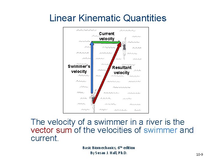 Linear Kinematic Quantities Current velocity Swimmer’s velocity Resultant velocity The velocity of a swimmer Linear Kinematic Quantities Current velocity Swimmer’s velocity Resultant velocity The velocity of a swimmer