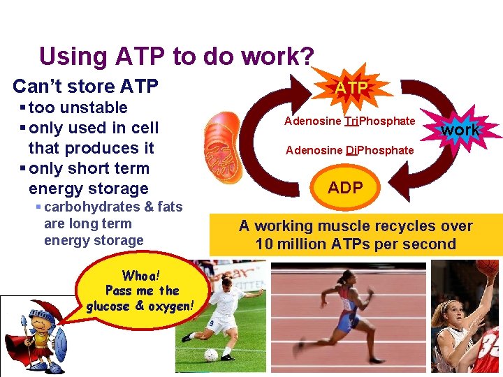 Using ATP to do work? Can’t store ATP § too unstable § only used