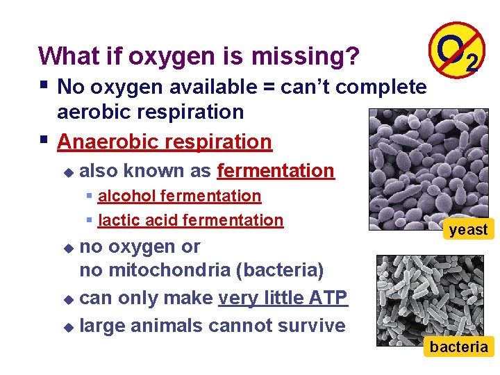 What if oxygen is missing? § No oxygen available = can’t complete § O