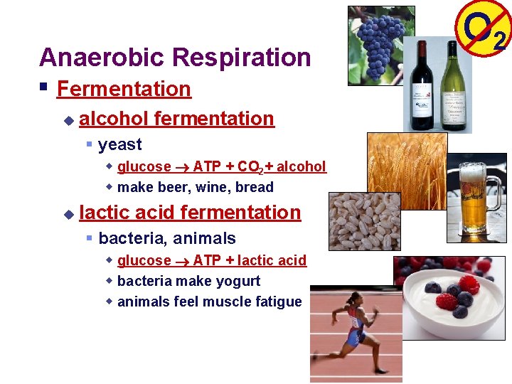 Anaerobic Respiration § Fermentation u alcohol fermentation § yeast w glucose ATP + CO