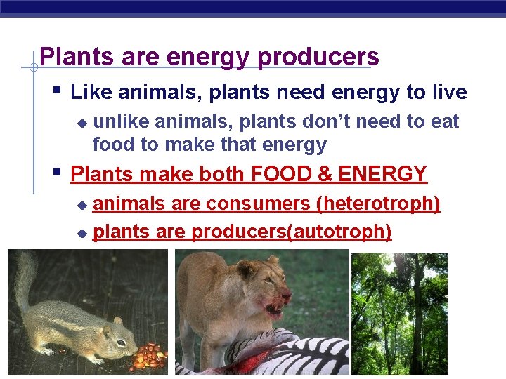 Plants are energy producers § Like animals, plants need energy to live u unlike