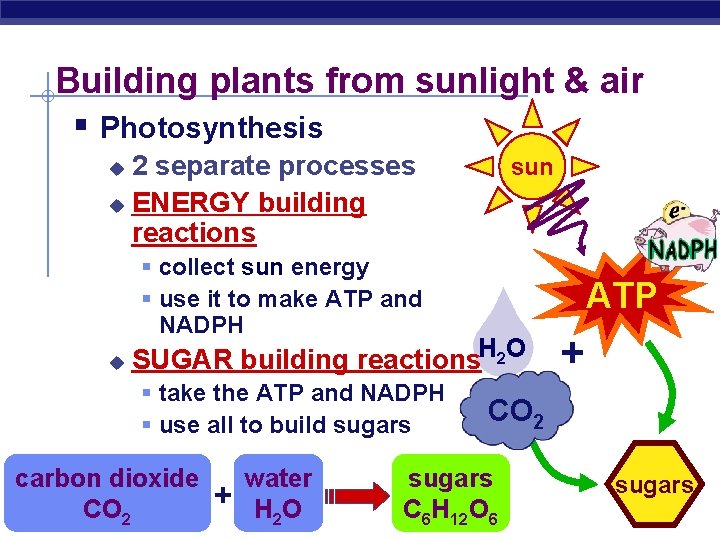 Building plants from sunlight & air § Photosynthesis 2 separate processes u ENERGY building