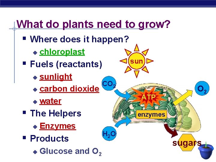 What do plants need to grow? § Where does it happen? u chloroplast sun