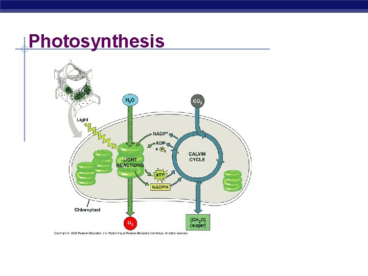 Photosynthesis 