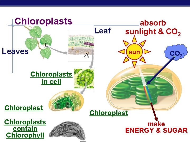 Chloroplasts Leaf absorb sunlight & CO 2 Leaves sun CO 2 Chloroplasts in cell