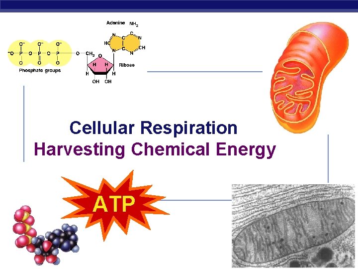 Cellular Respiration Harvesting Chemical Energy ATP 2009 -2010 