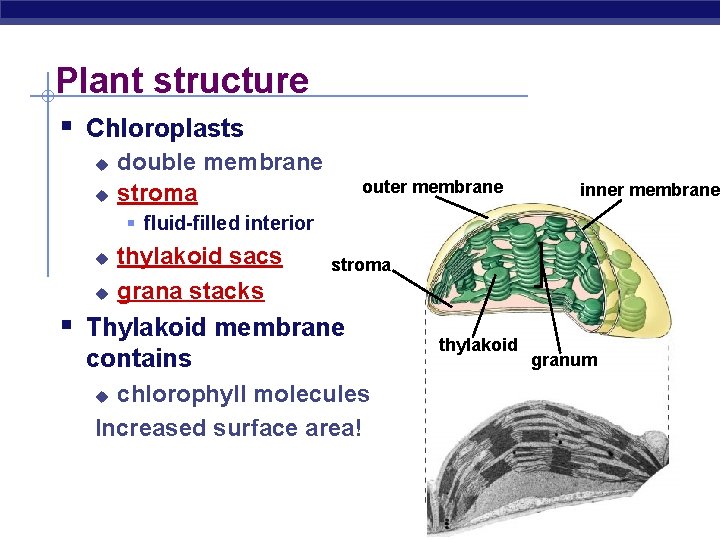 Plant structure § Chloroplasts u u double membrane stroma outer membrane inner membrane §